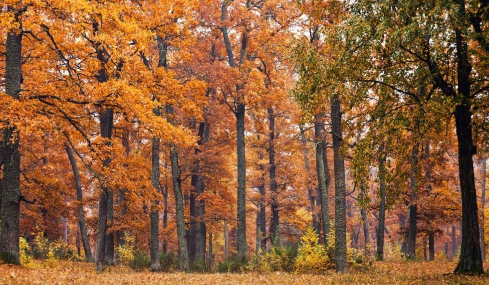 How to Repair Cedar Siding Top Form Construction