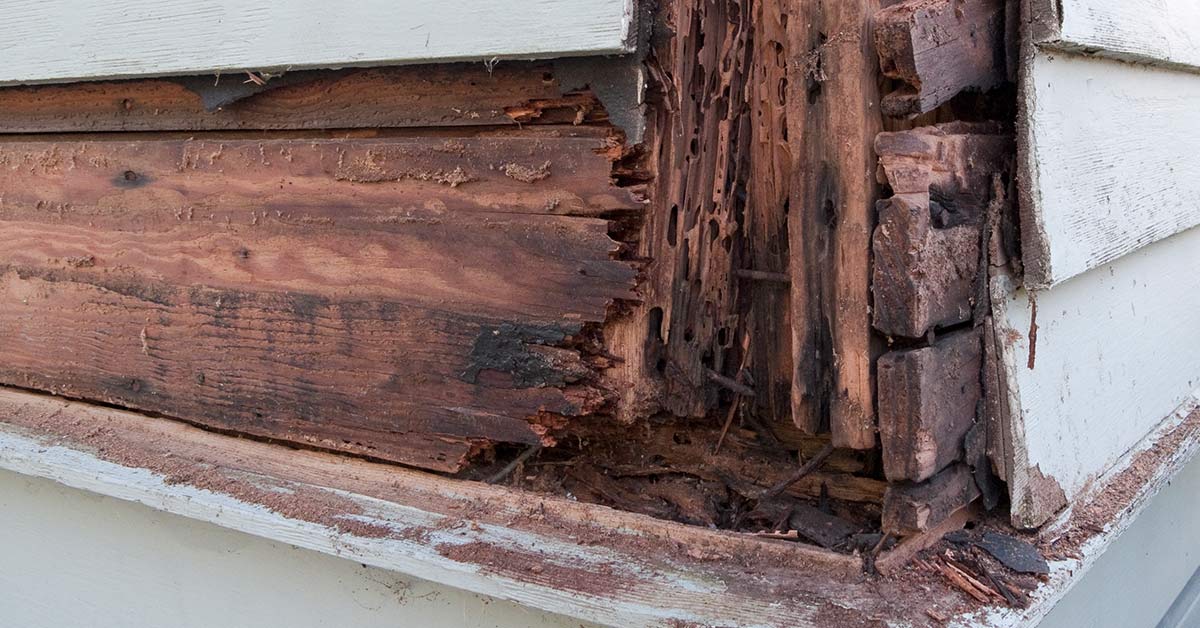 dry rot damage in siding